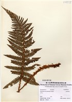 藏品(尖葉耳蕨)的圖片